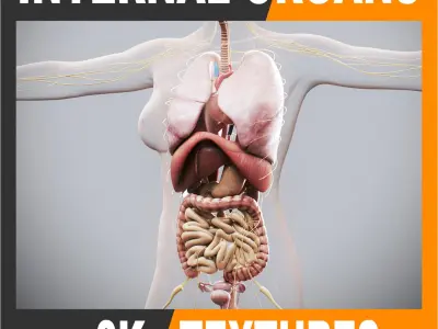 Human Female Internal Organs Anatomy 3D model