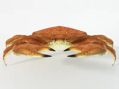 Crab crustaceans Low-poly 3D model