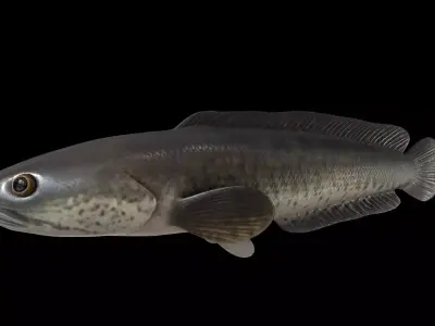 Snakeheadfish 3D model