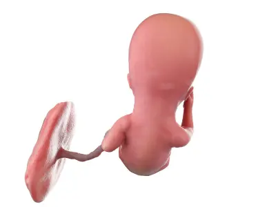 Fetus Week 13 Animated 3D model
