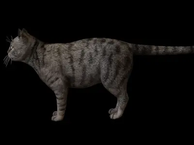 Kitty Cat Low-poly 3D model