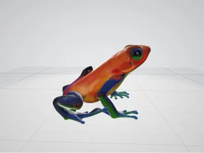 Venomus Frog -- Oophaga Pumilio 3D model
