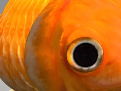 Golden fish 3D model purchase