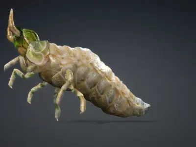 Larval-V1a 3D model