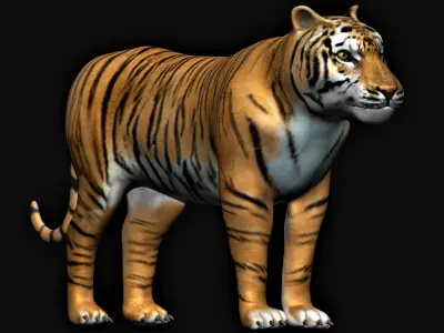 Tiger animation 3D model