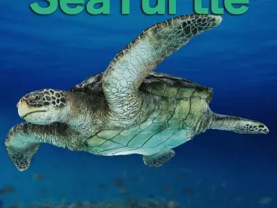 SeaTurtle Low-poly 3D model