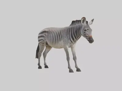 Grevys Zebra Low-poly 3D model