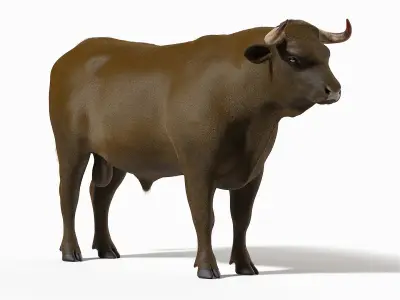 Bull Body, Skeleton and Organs Static 3D model