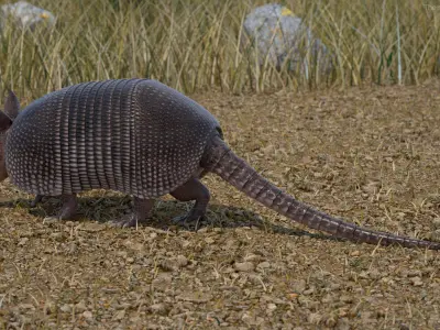 Armadillo in Walking Pose Black 3D model
