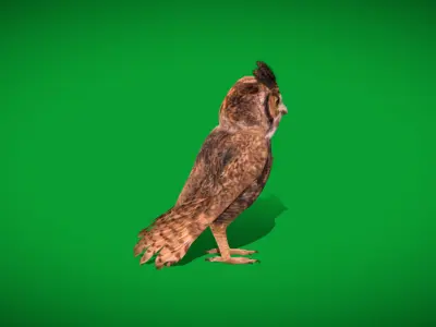 Great Horned Owl Low-poly 3D model purchase