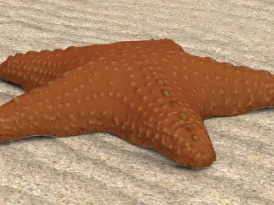 Starfish Low-poly 3D model 3