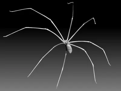 Daddy Long Legs Low-poly 3D model