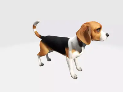 3d Model  Asian Young Cute Beagle Dog High Resolution 3D model