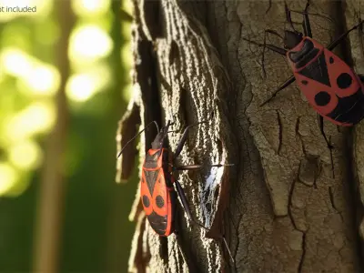  Firebug Pyrrhocoris Apterus Insect Red Black 