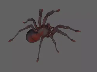 Spider 3D model 16