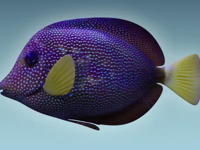 Zebrasoma Fish 5 3D model