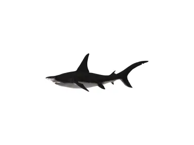 Hammerhead Shark Realistic Ocean Predator 3D Model 3D model