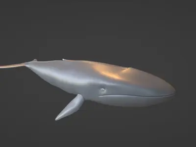 Whale  Low-poly 3D model