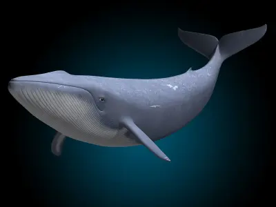 Blue Whale 3D model get