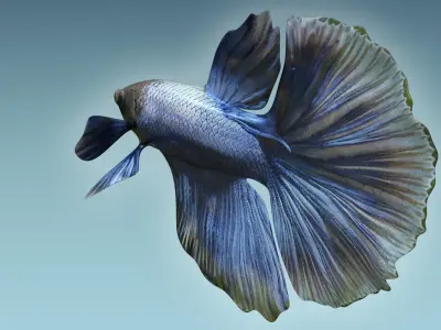 Betta Fish 2 3D model