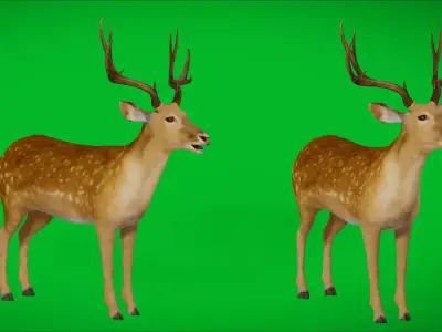 Fallow Deer Free 3D model