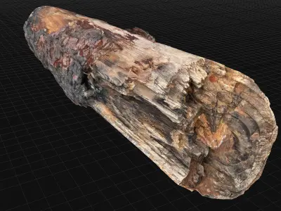 Real World Tree trunk wood 3d scan in highpoly 3D model