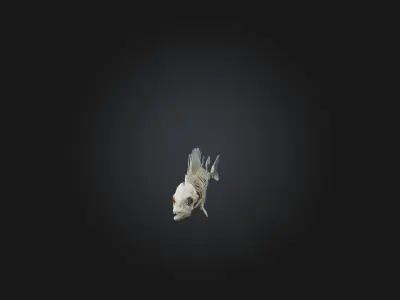 Realistic Fish Skeleton Model Low-poly 3D model