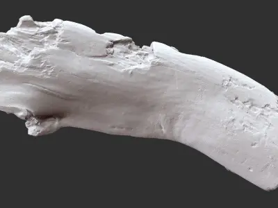 Tree trunk 3d scan in highpoly 3D model