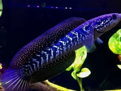 Purple Channa V2 3D model