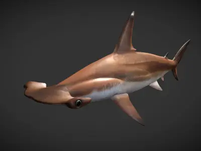 hammerhead sharks Low-poly 3D model