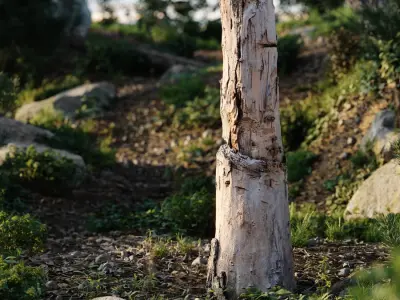  Tall Cut Damaged Stump Model 