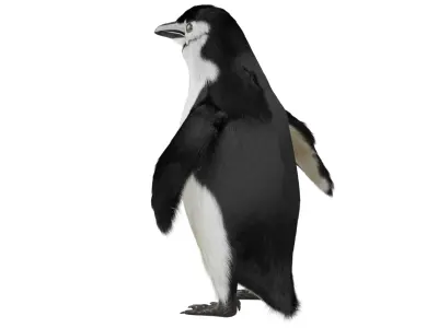 Penguin 3D model order