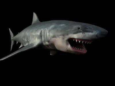 White shark 3D model buy