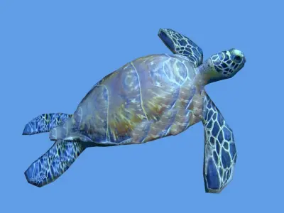 sea turtle lowpoly Low-poly 3D model