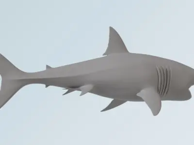 Shark  3D model