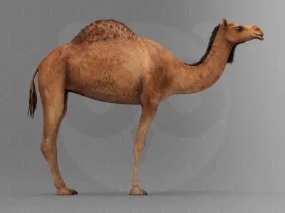 Camel - Rigged - Animated Low-poly 3D model