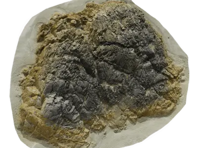  Giant Lichen Covered Beach Rock Model 
