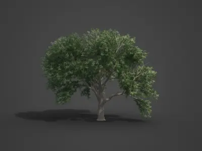 2021 PBR Coast Live Oak Collection - Quercus Agrifolia 3D model