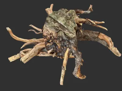 Tree Root 3D Scan 3D model by Shutters