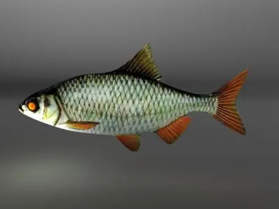 Rudd fish Low-poly 3D model