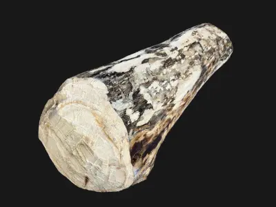 Mottled tree trunk wood 3d scan highpoly 3D model