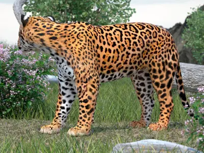 Jaguar Stand Pose 3D model