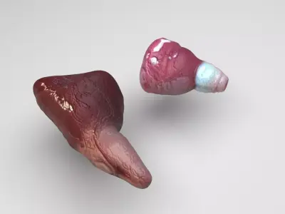 Fish Heart 3D model