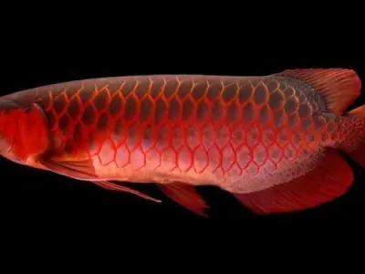 Red Arowana 3D model