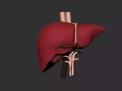 liver human anatomy organ 3D print model