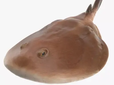 Sleaper Ray RIGGED 3D model