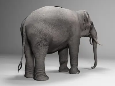 Asian Elephant Animated 3D model