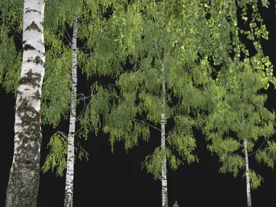 Birch forest part 06 3D model