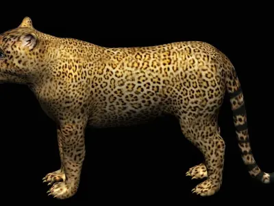 Leopard 3D model purchase