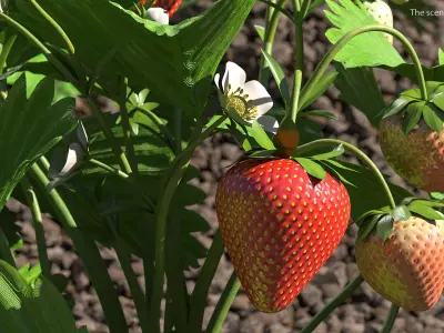 Garden Strawberry Plant Fruiting 3D model